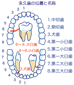 抜ける 順番 乳歯